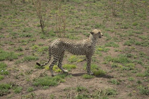 safari from mwanza