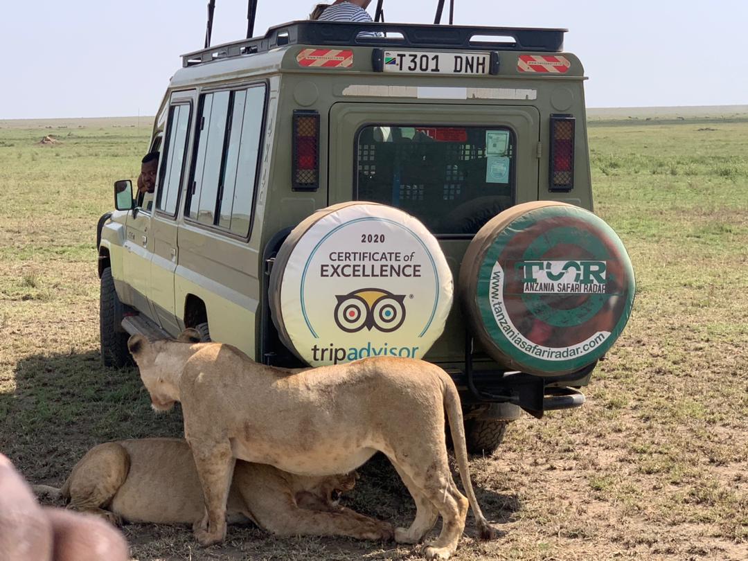 2-day serengeti safari from mwanza