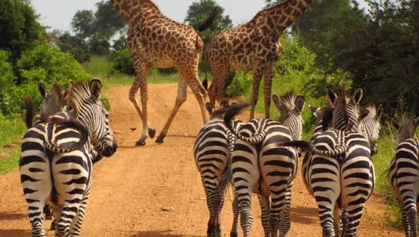 Wildebeest calving season during 4-day private Ndutu migration safari