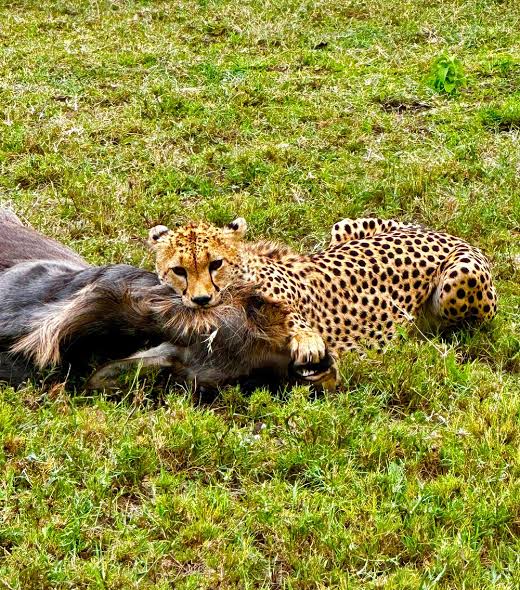 Wide view of wildlife and landscape typical of the northern Tanzania parks visited on the shared 2-day safari