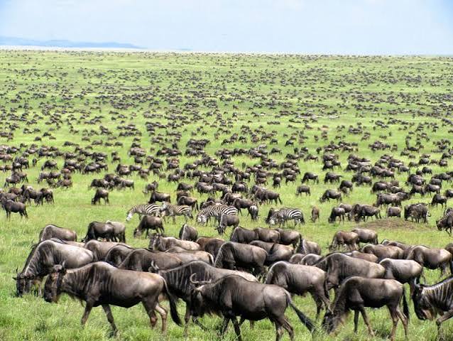 5-Day Serengeti Ndutu Great Migration safari experience