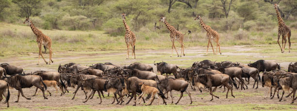 Wildlife game drive on a 5-day Ndutu migration safari tour in Tanzania
