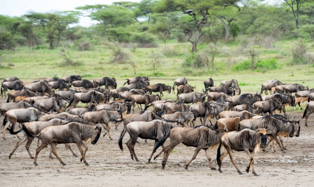 Wildlife moving through the grass during a 5-day Ndutu private safari tour