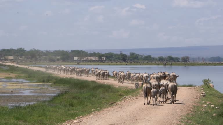 Scenic wildlife plains during a 5-day safari tour in the Ndutu area