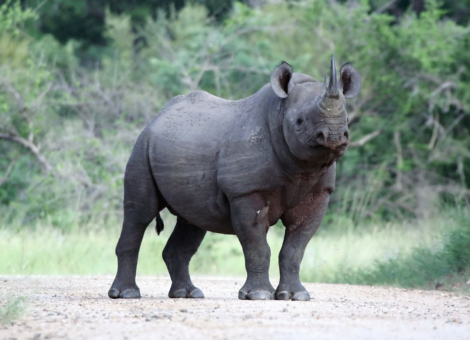 A rare black rhinoceros grazing safely on the protected grassland floor of Ngorongoro Crater