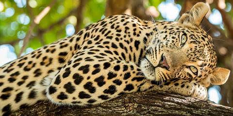 Wildlife game drive safari experience in Mikumi National Park