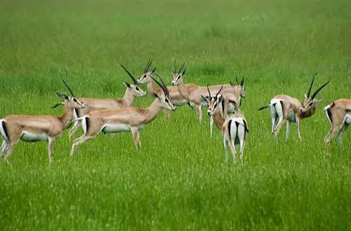 Wildlife grazing on the open Mkata Floodplain during a luxury Mikumi safari tour