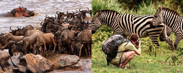 Large herds of wildebeest migrating across the open plains of Serengeti National Park