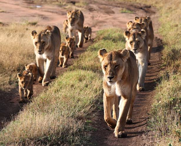 African lion pride resting in Serengeti National Park during a luxury safari