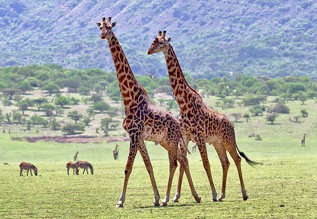 Massive herds of wild animals grazing on the crater floor of the Ngorongoro Conservation Area