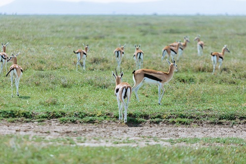 2 days Tanzania private safari tour in the serengeti for 2026-2027