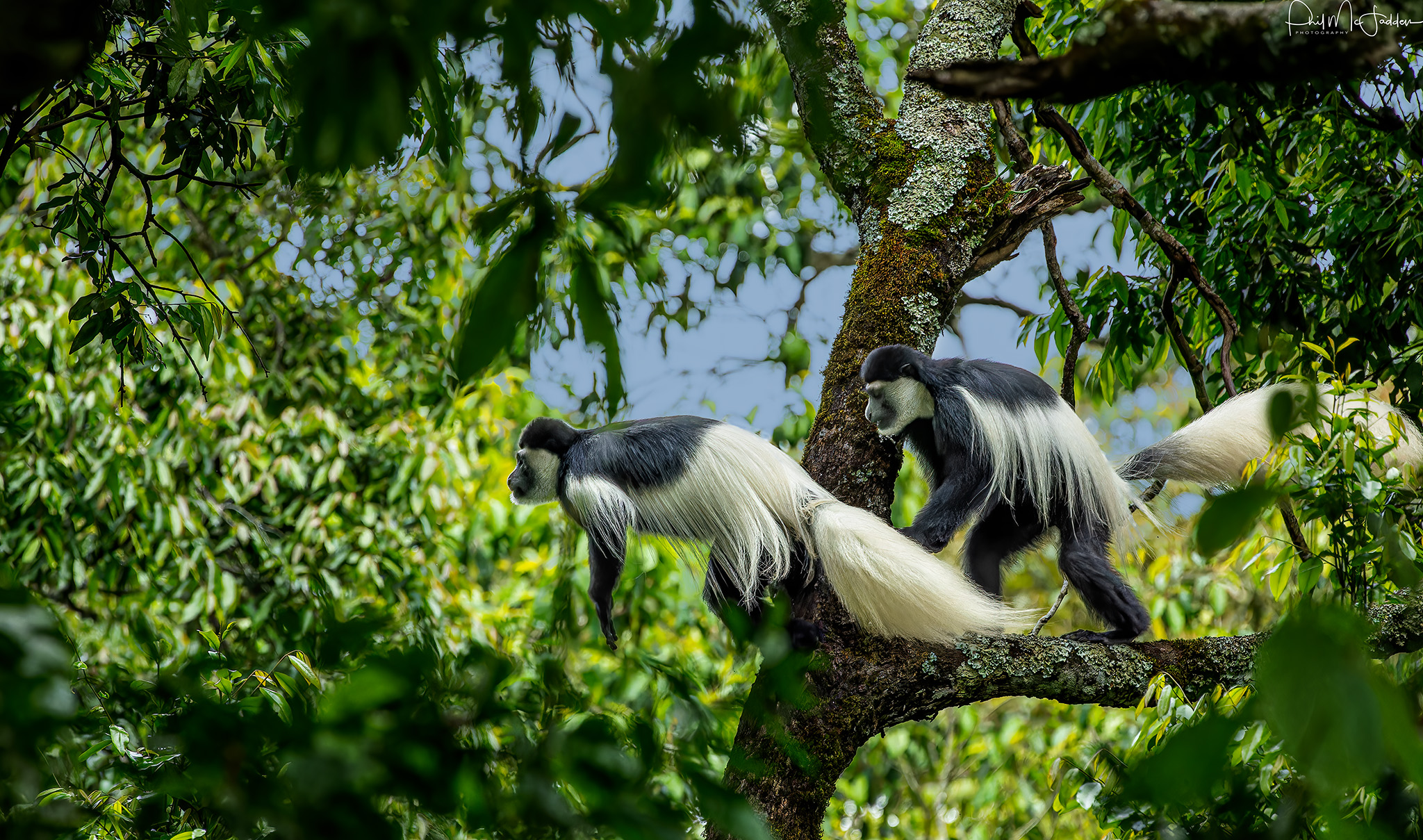 1-Day Tanzania Private Safari Excursion from Arusha
