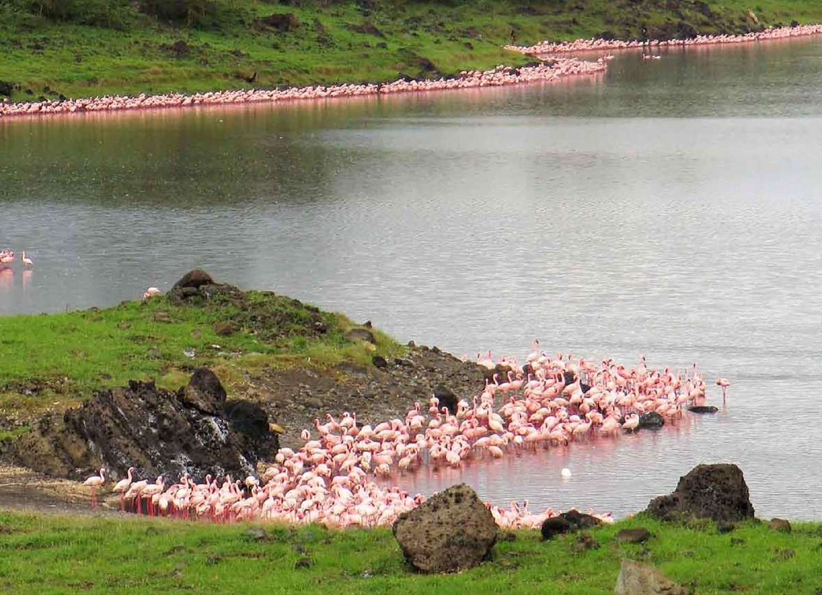 1-Day Arusha National Park Private Safari and Walking Excursion