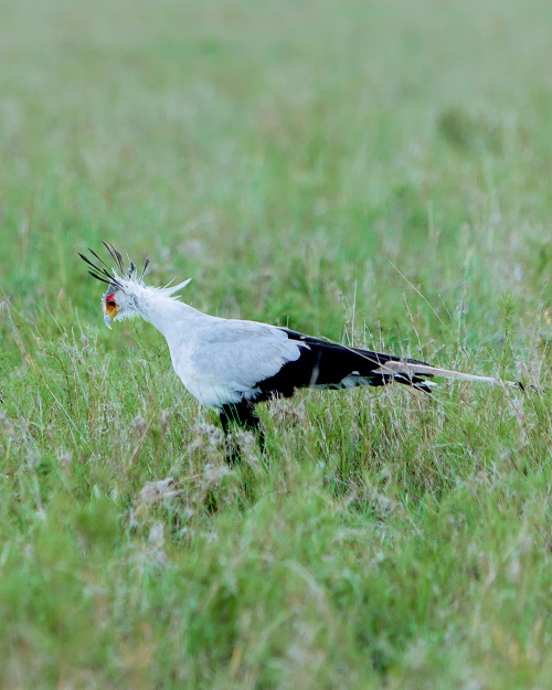 1 Day Tanzania group joining Safari Tour for 2026/2027