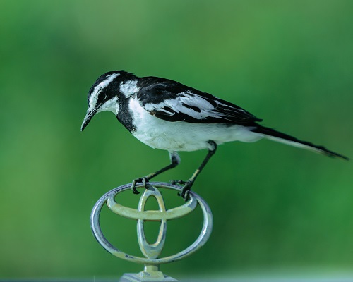 lion ngorongoro crater safari for 2026/2027