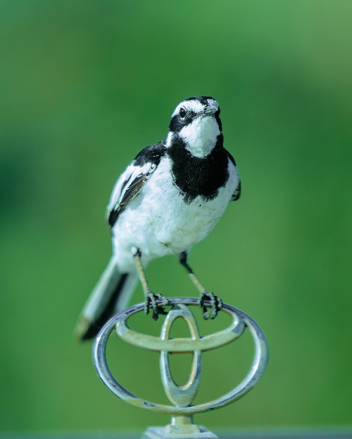 1 Day Tanzania group joining Safari Tour for 2026/2027