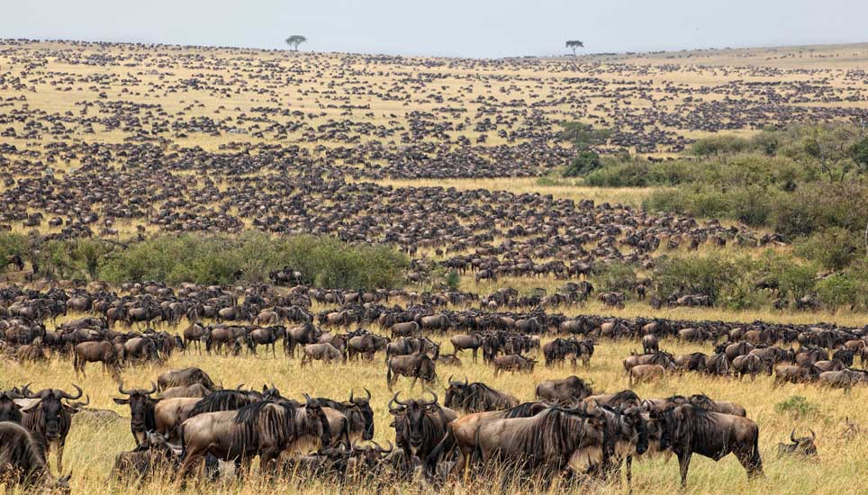 Great migration moving north across Central Serengeti plains