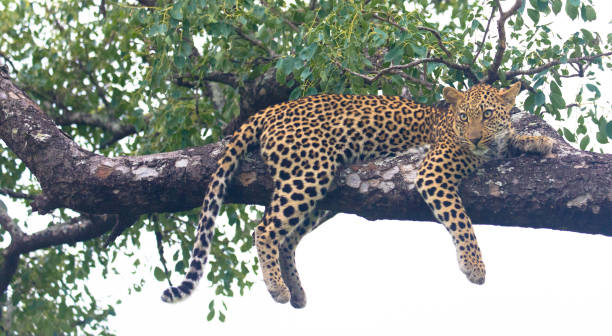 Wild African cheetah perched on a tree branch while on a wildlife safari game drive