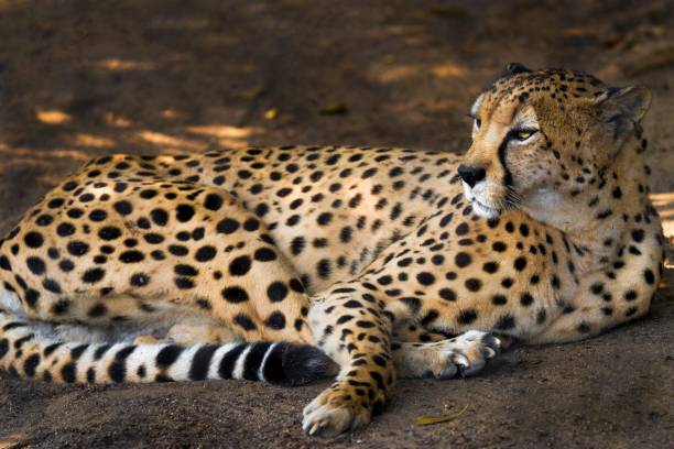 A majestic African cheetah lying down on the savannah plains during a wildlife safari
