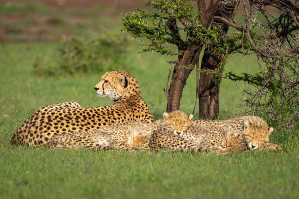 A single cheetah lying down resting in the grass during a 2-day Tanzania safari game drive