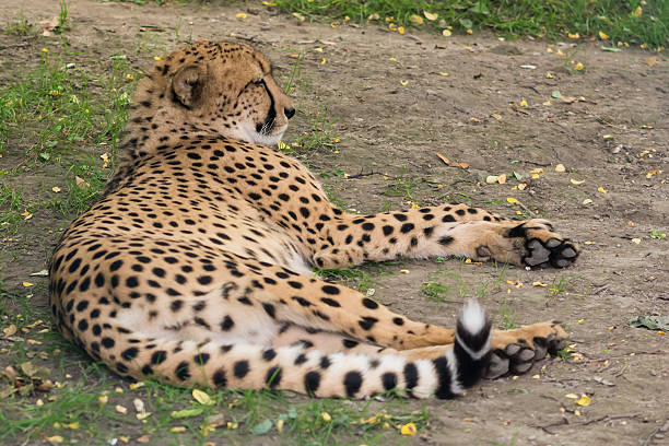 Cheetah relaxing on the Serengeti plains during a Tanzania safari