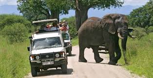 African elephants grazing near baobab trees in Tarangire National Park on a 2-day Manyara safari