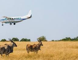 Fly-in luxury safari logistics in Tanzania