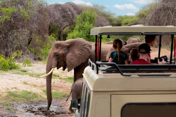 Safari vehicle on a wildlife game drive tracking elephant herds in Tarangire National Park