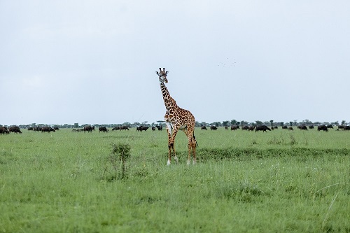 2 days leopard in the serengeti for 2026-2027