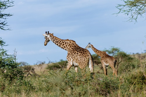 6 Days Serengeti game drive safari from Arusha
