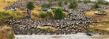 Thousand of wildebeests crossing the river during the Great Migration in Serengeti