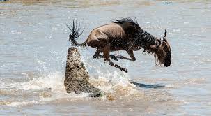 Grumeti River Crossings Serengeti Safaris