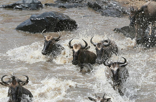 Wildebeest herd Great Migration Grumeti River crossing during a Serengeti safari in Tanzania