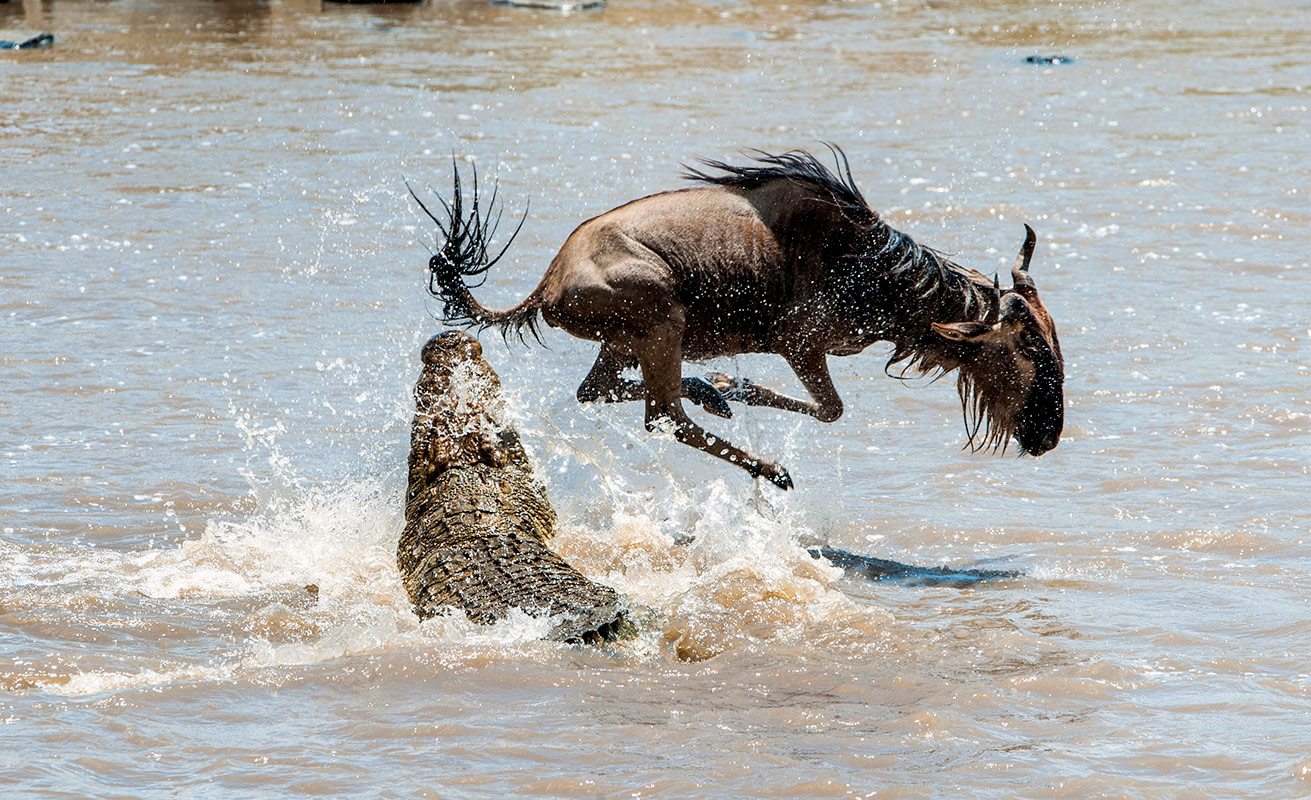 Wildebeest crossing the Grumeti River in Western Serengeti