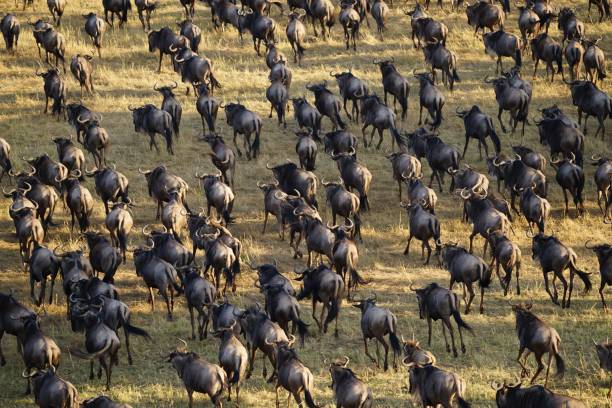 Great migration river crossing at Grumeti during a private Serengeti safari