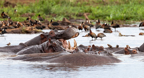 Large pod of wild hippopotamuses swimming inside the water pools of Lake Manyara National Park