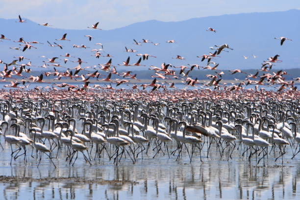 Flocks of pink flamingos and water birds flying over the scenic Lake Manyara National Park