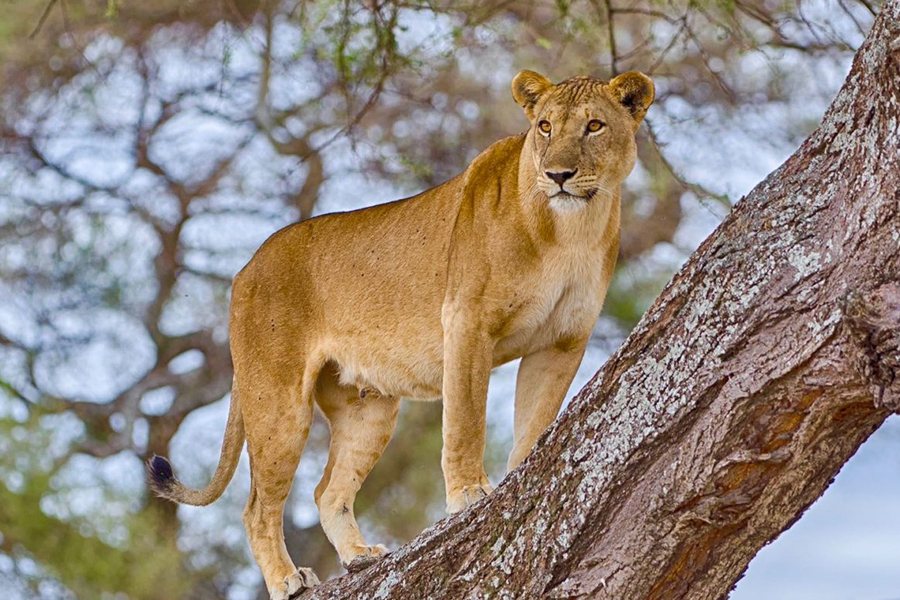 Lake Manyara National Park luxury safari with tree-climbing lions