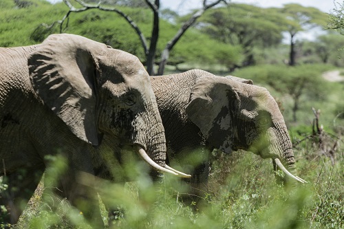 drive to serengeti for a safari tour