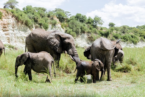 2 Days Tanzania group Joining Safari Tour for 2026/2027