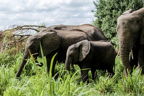 4 Days Tanzania Private Safari Tour for 2026/2027