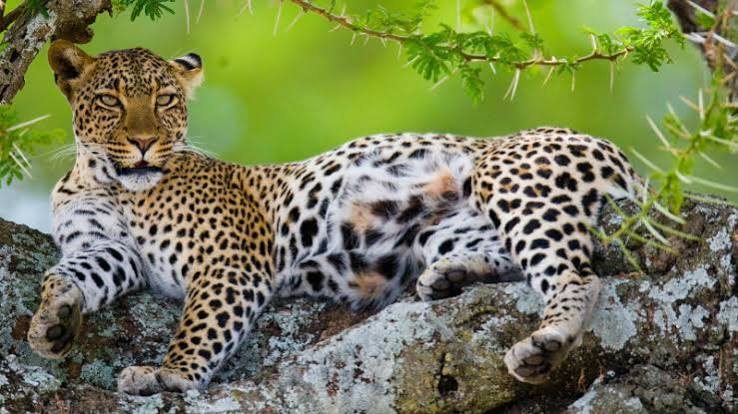 Wild African leopard resting on a tree branch during a 2-Day Tanzania private safari