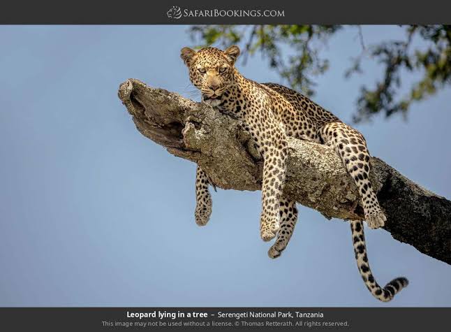 African leopard resting on an acacia tree branch during Serengeti safari