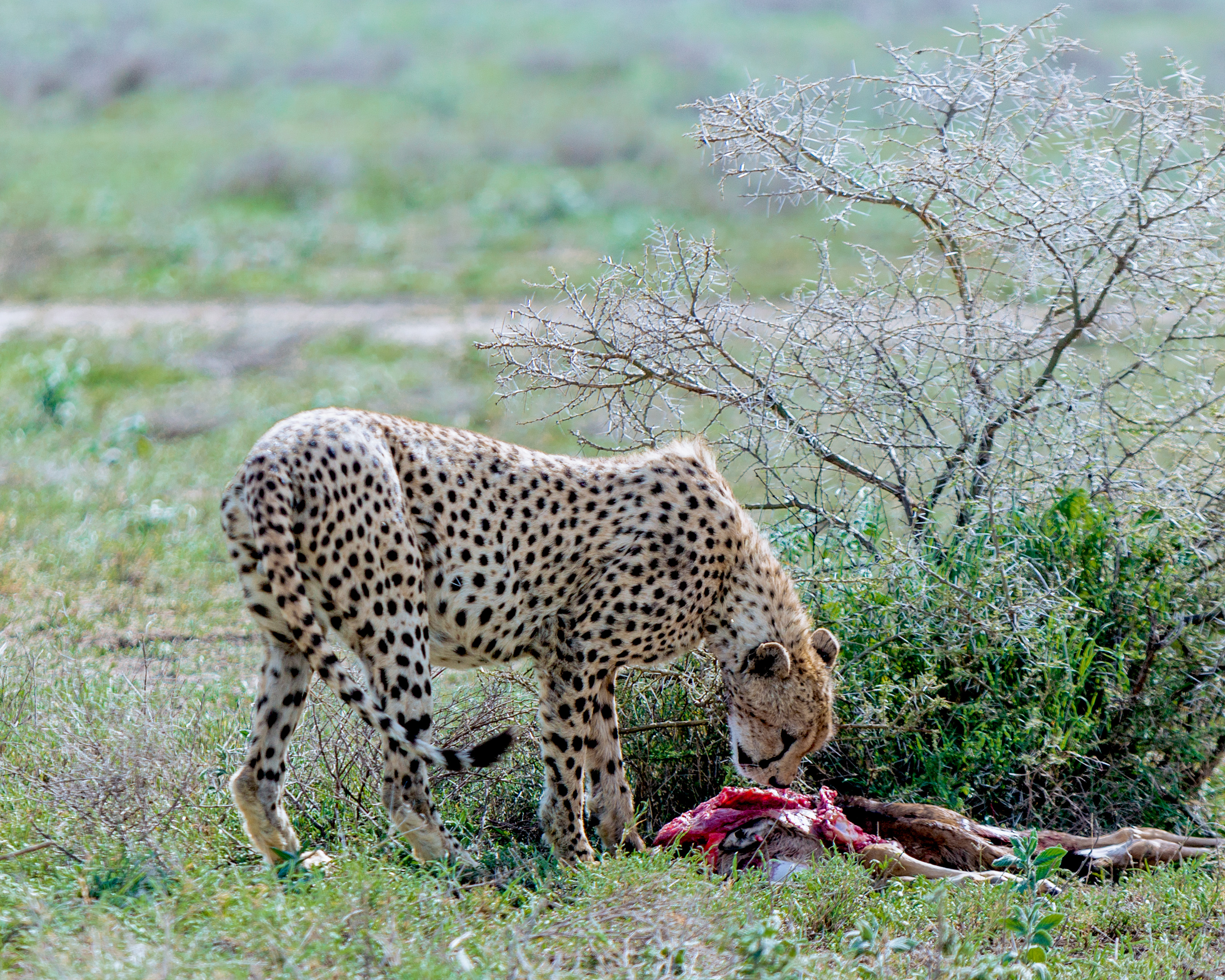 2 days leopard in the serengeti for 2026-2027