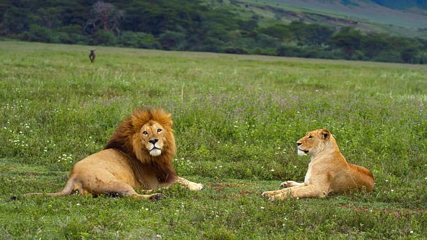 An African lion and lioness resting together on the crater floor during a Ngorongoro safari