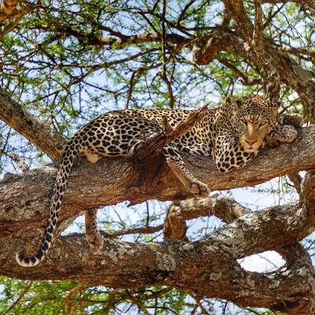 A wild African lion climbing up the branches of a tree during a Tanzania safari game drive