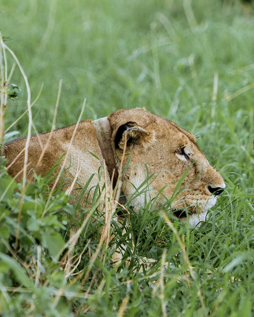 4 Days Tanzania Private Safari Tour for 2026/2027