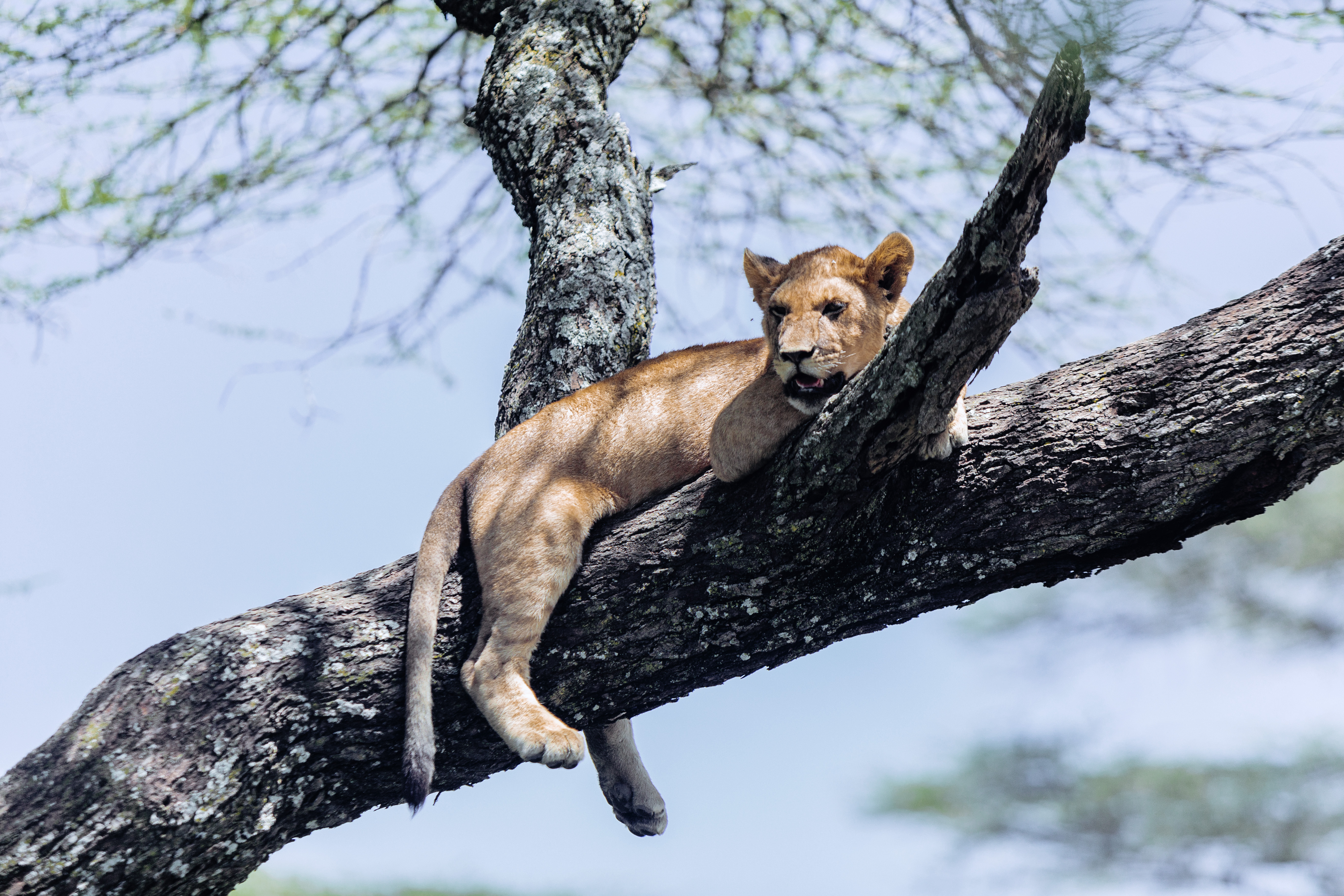 2 days lioness that's climbig trees 2026-2027