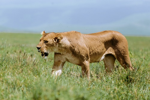 4 days Tanzania group Join safari tour 2026-2027