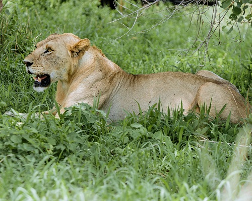 1 days rhino i the serengeti for 2026-2027